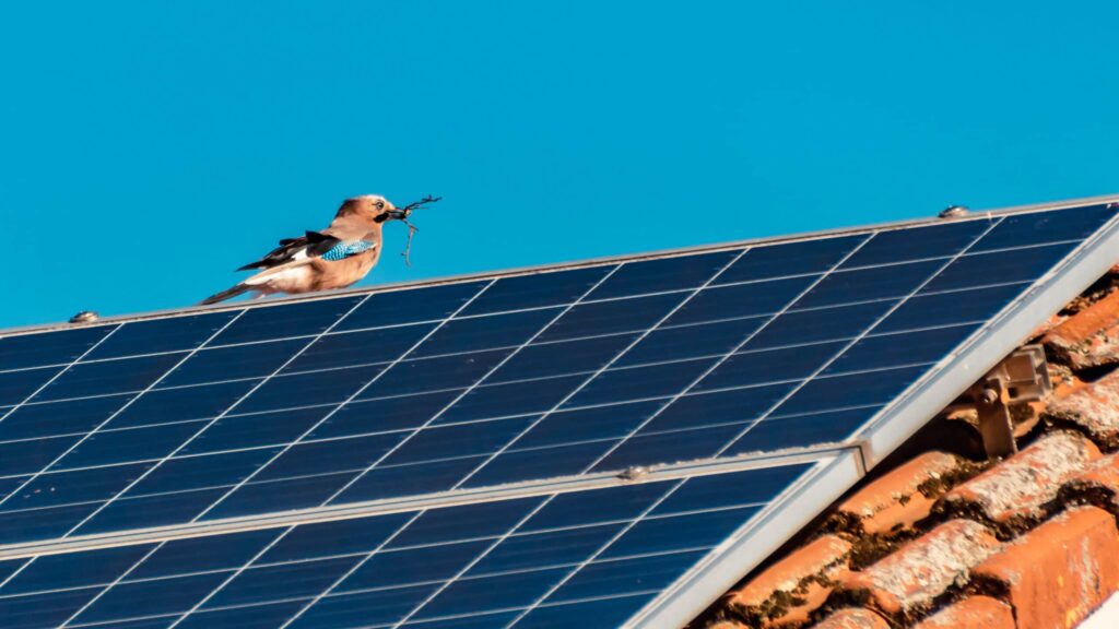 solar panel bird proofing