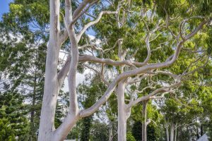 gum tree