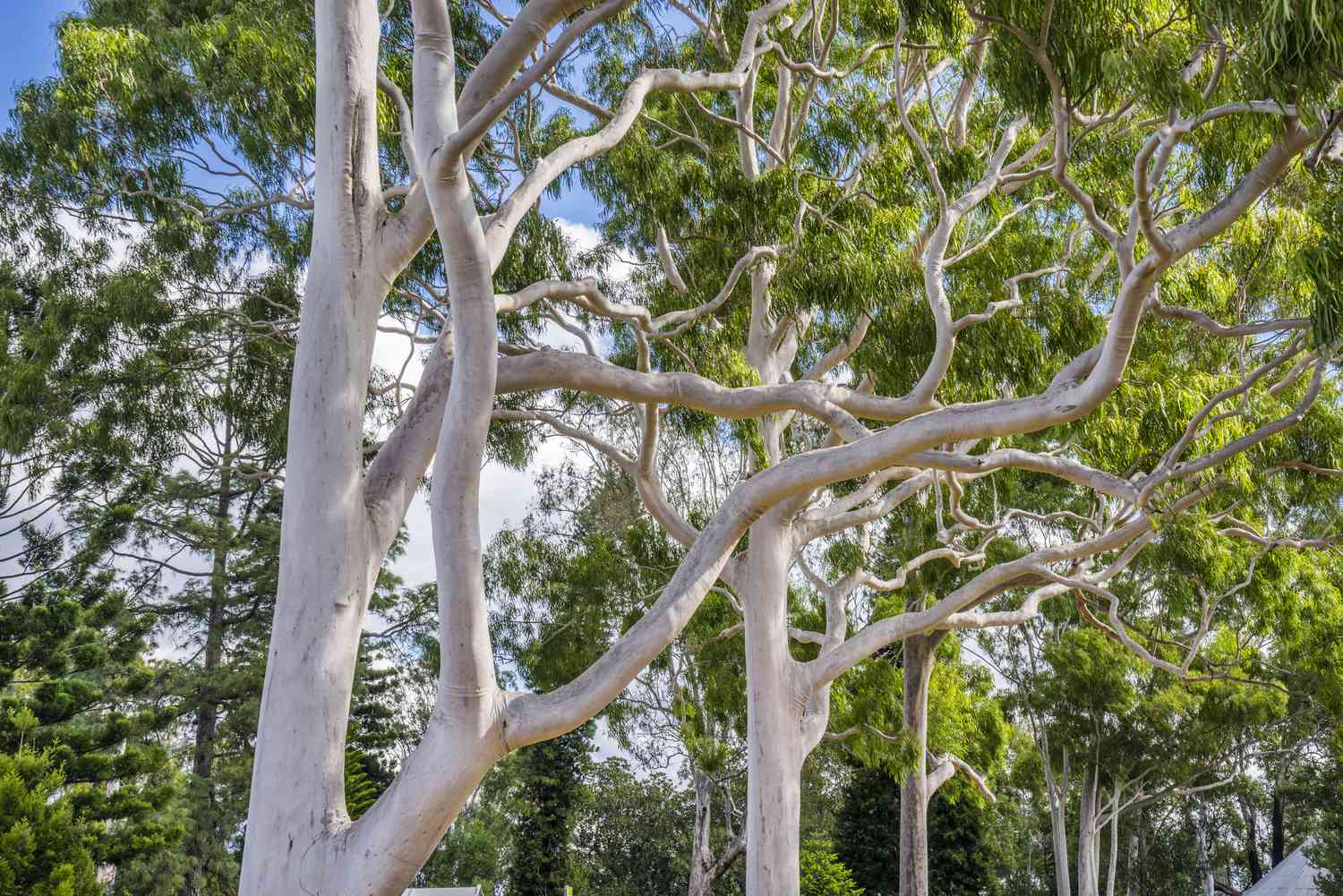 Living in Sydney? Here’s Why Your Gutters Block So Fast 1 gum tree