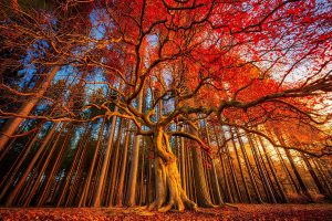 Blog 51 autumn tree