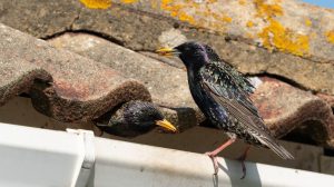 birds in gutter
