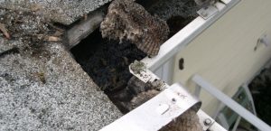 Blog 9 pests in gutter