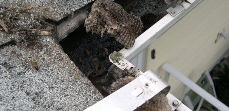 pests in gutter