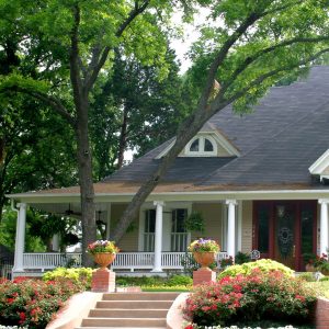Blog 7 overhanging tree