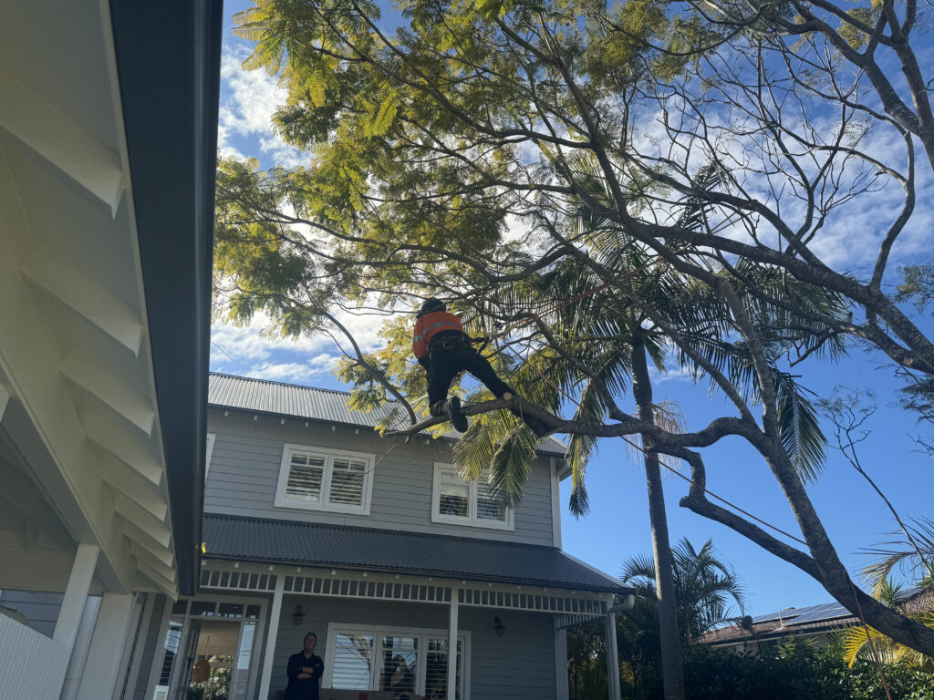 overhanging tree