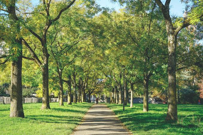 tree lined street